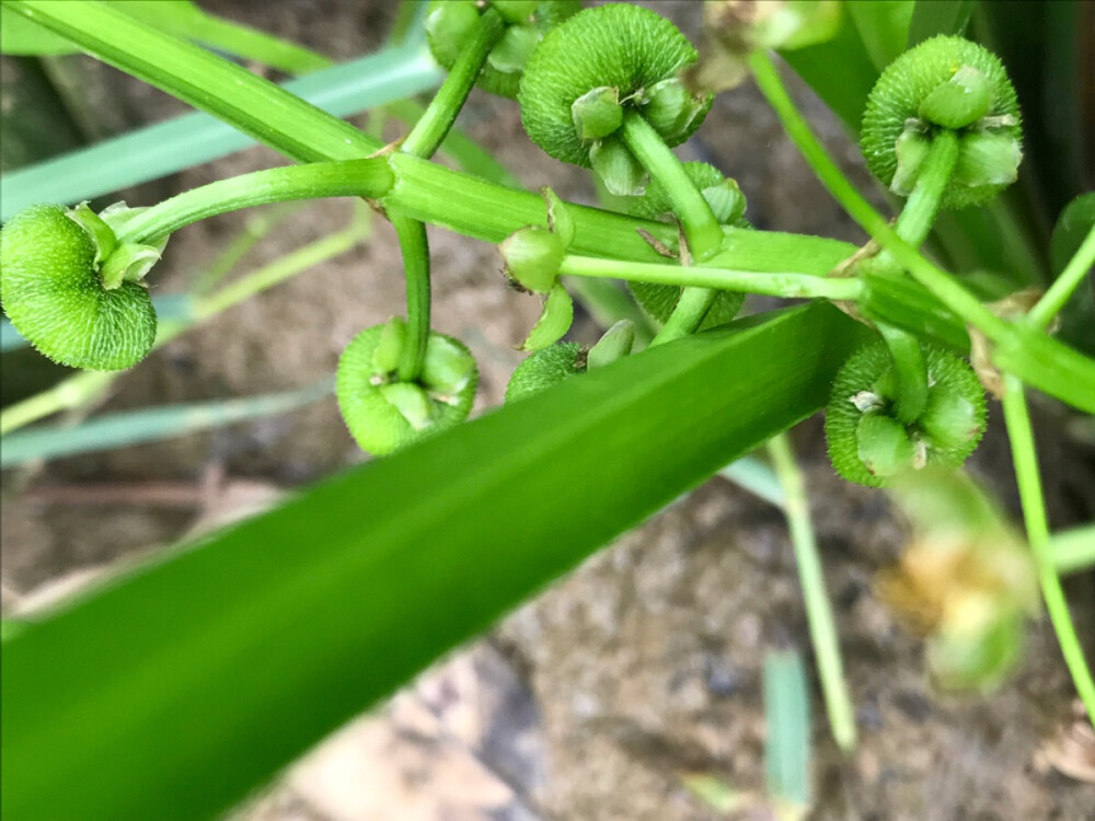 荷塘小草特写种子