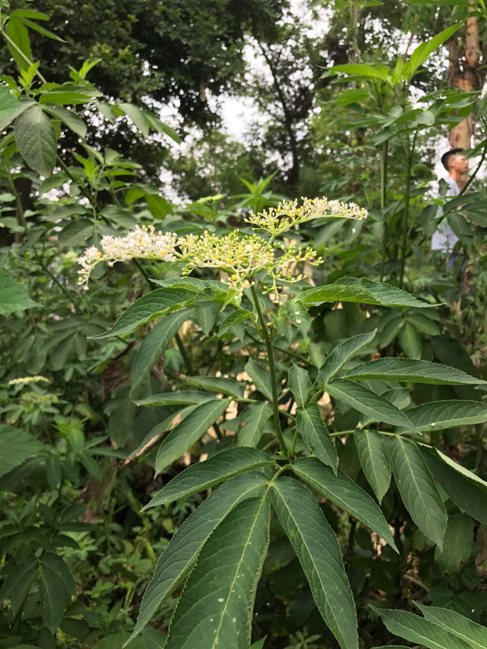 路边植物