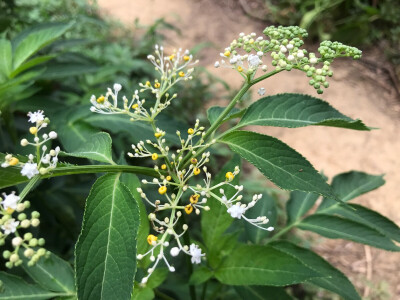 路边植物特写