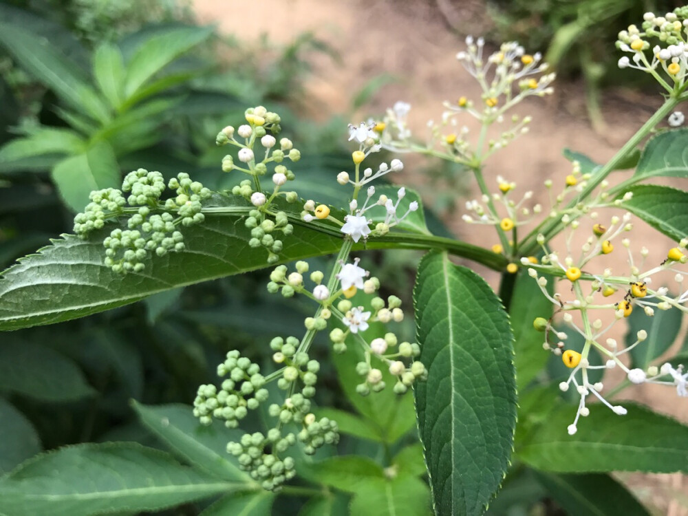 路边植物特写1