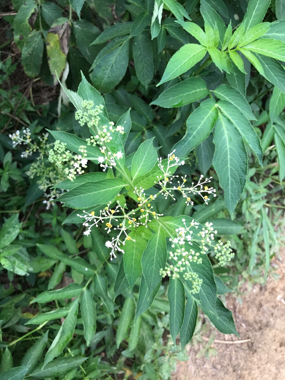 路边植物特写3