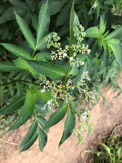 路边植物特写2