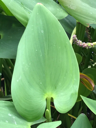 荷塘紫花叶子特写