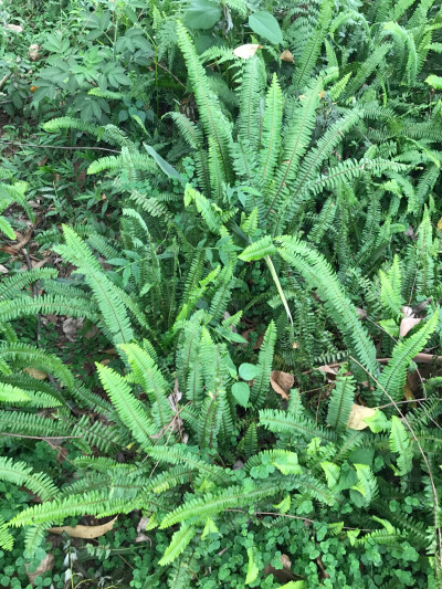 路边植物