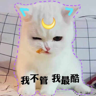 草莓味的猫