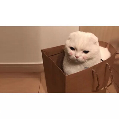 猫奴