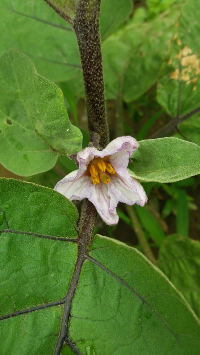 茄子花