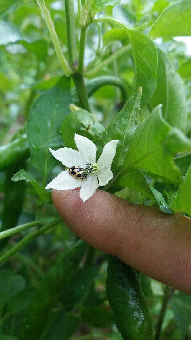 辣椒花