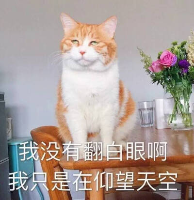 白眼儿