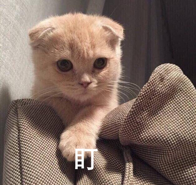 猫猫 喵 盯 表情包