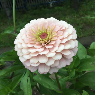 百日菊 步登高