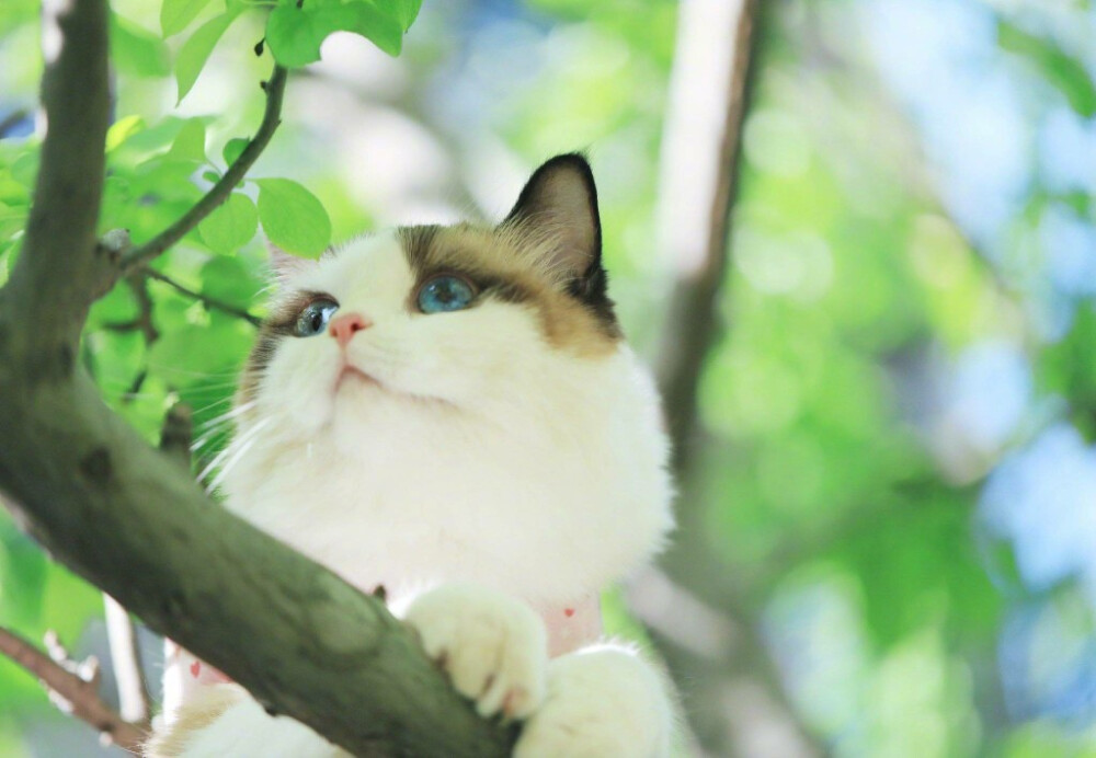 【大菇凉】【世界的软肋】猫 喵星人 可爱 萌 萌宠 宠物 萌物 馒头 狐狸