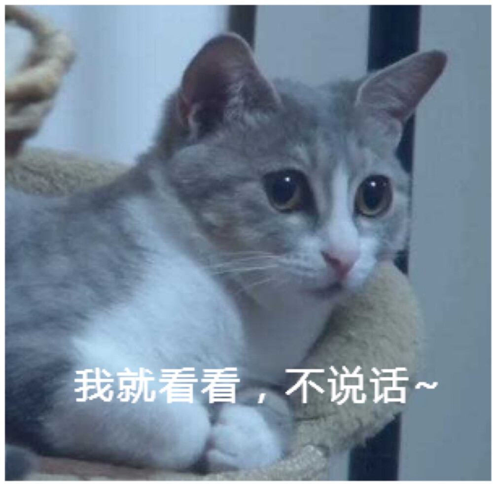 猴