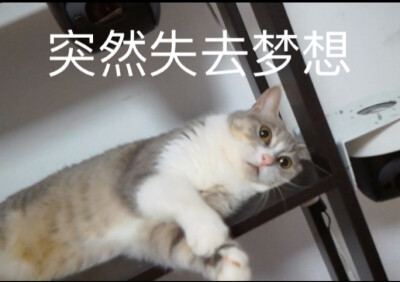 猴