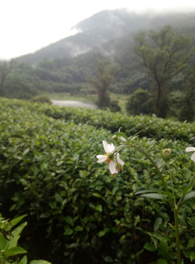 一抹白花，落华人尽苍凉，