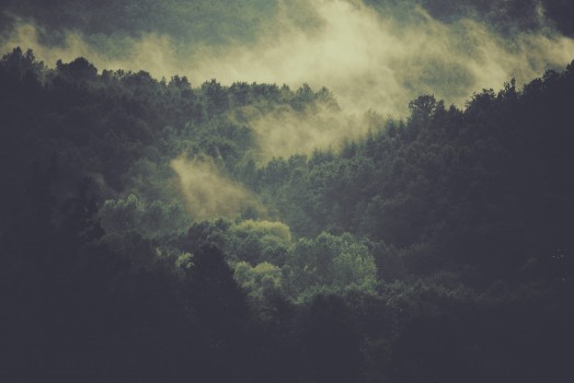 foresting cloud forests