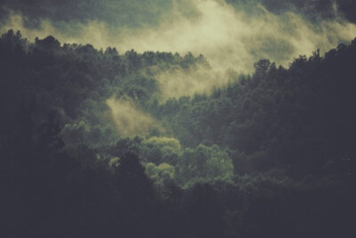 foresting cloud forests