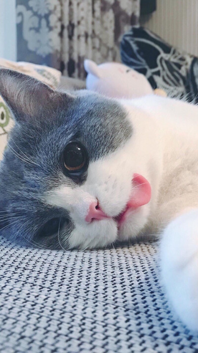 (˶‾᷄ ⁻̫ ‾᷅˵)