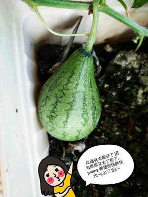 penny 自家种西瓜