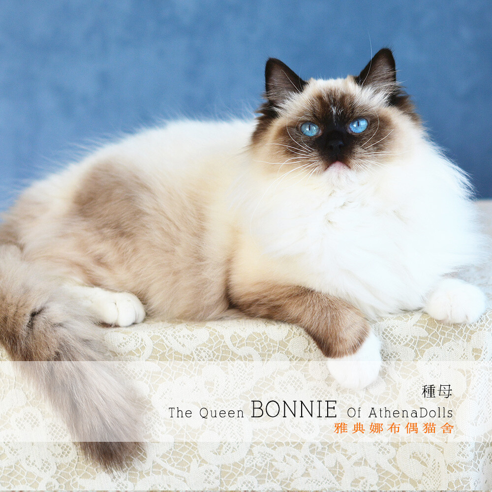 BONNIE王后
布偶猫 布偶猫舍 雅典娜布偶猫舍 TICA和CFA双注册猫舍，
微信平台搜索：雅典娜布偶猫舍