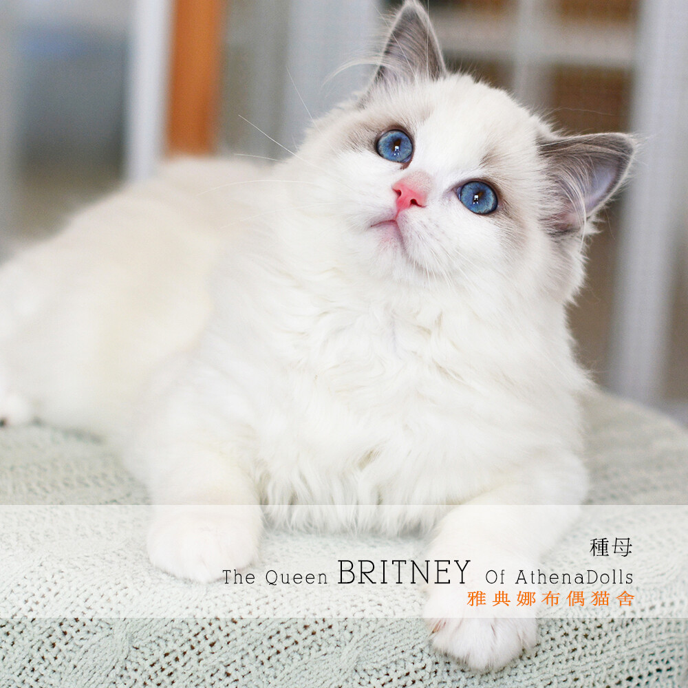 BRITNEY王后
布偶猫 布偶猫舍 雅典娜布偶猫舍 TICA和CFA双注册猫舍，
微信平台搜索：雅典娜布偶猫舍