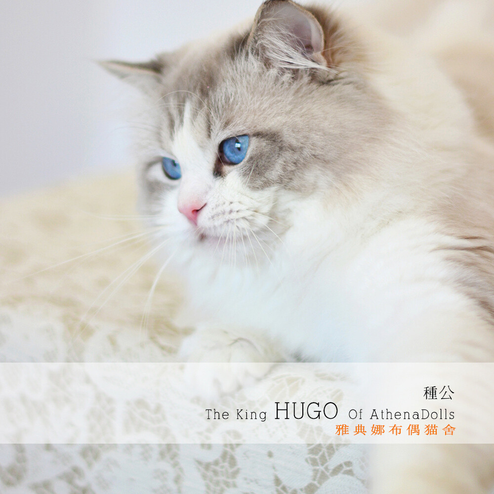 HUGO-国王
布偶猫 布偶猫舍 雅典娜布偶猫舍 TICA和CFA双注册猫舍，
微信平台搜索：雅典娜布偶猫舍