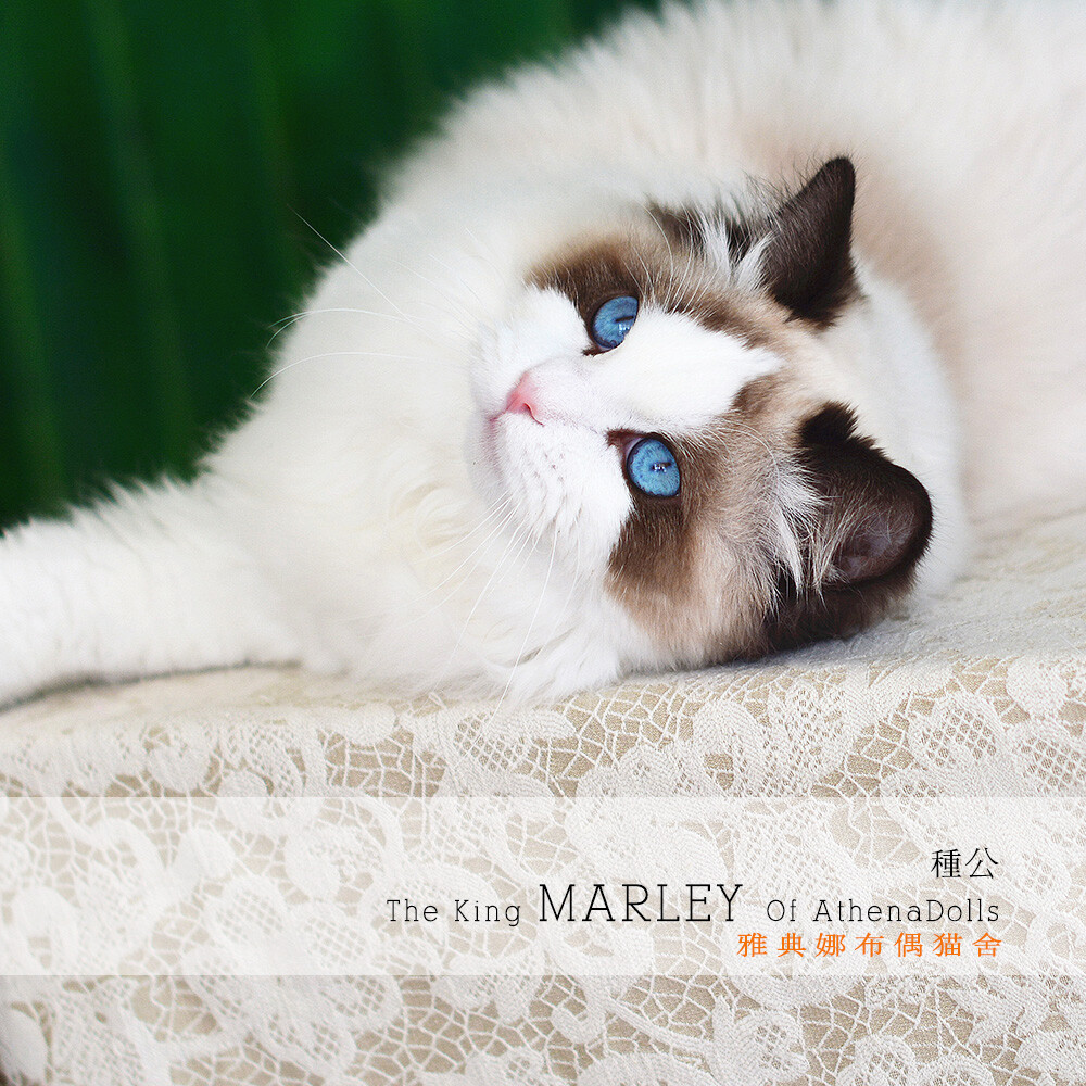 Marley-国王
布偶猫 布偶猫舍 雅典娜布偶猫舍 TICA和CFA双注册猫舍，
微信平台搜索：雅典娜布偶猫舍