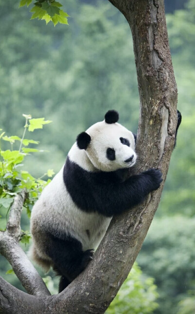 大熊猫有锋利的爪和发达有力的前后肢，使其能够迅速爬上高大的乔木。