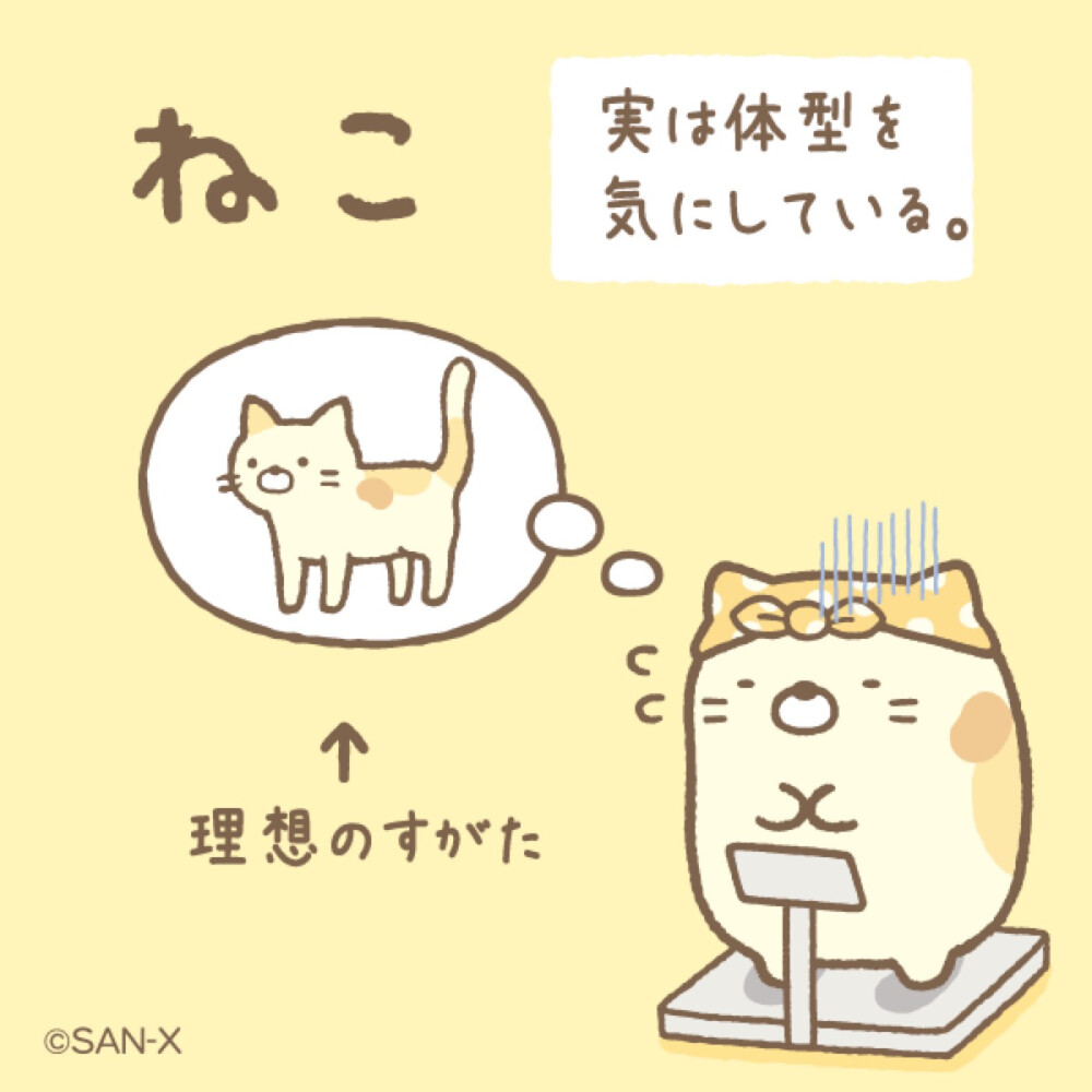 猫咪