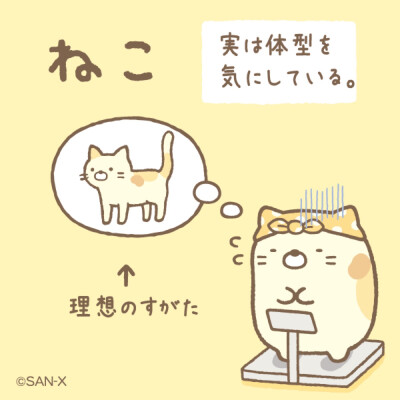 猫咪