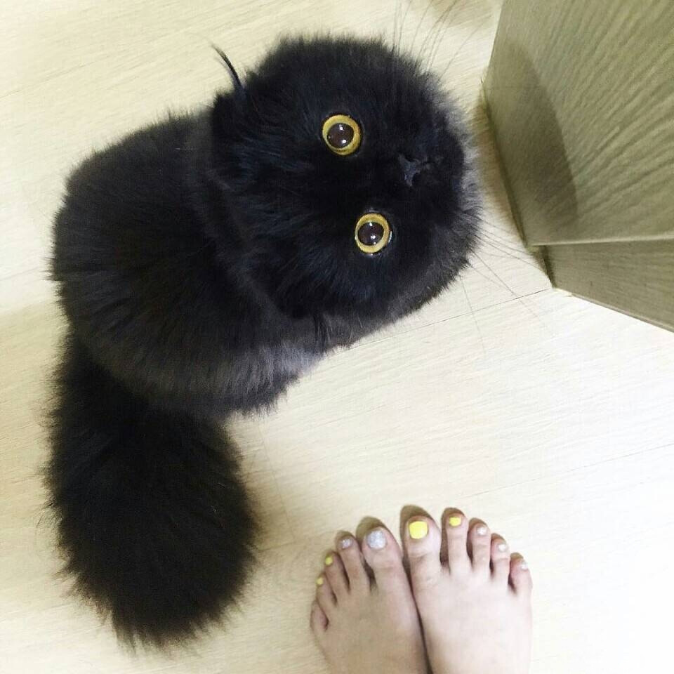 黑猫