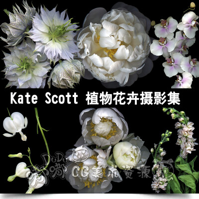 219 美术设计素材 Kate Scott 植物花卉摄影集 光影 色彩写真