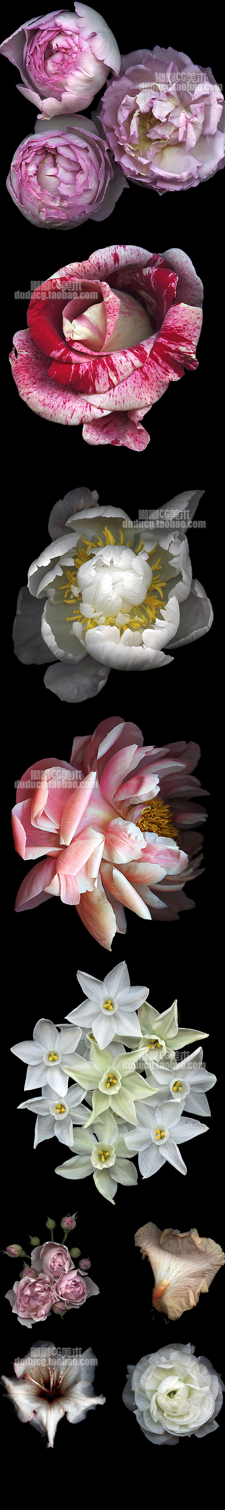 219 美术设计素材 Kate Scott 植物花卉摄影集 光影 色彩写真