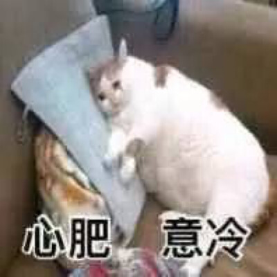 猫咪表情包