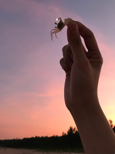 一只小小小小海螃蟹