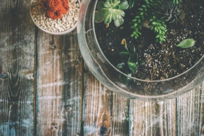 Aerial Photography of Green Potted Plant