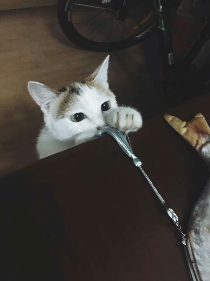 嗯 偷来的图
同桌的猫 在玩他的咸鱼笔袋
我叫我同桌月亮
因为他名字里有星星
大概是星星保佑着的意思吧
为了特别一点 我叫他月亮
那货今天生日啦
十八岁了
建军节的生日 也是特别
礼物是自己做的捕梦网 二丑二丑
对 就是前两张图里那个
这是我最喜欢最喜欢的一个同桌
很暖 养了一个狗 一个猫 挺会照顾人的
也很霸气 还很会讲题。。。。
喜欢电脑 软件 一切科技的东西 最近在给我做耳机
(^～^)
总之呢 希望你开开心心的吧
生日快乐呀 月亮