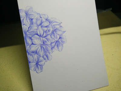 彩铅 手绘 绣球花