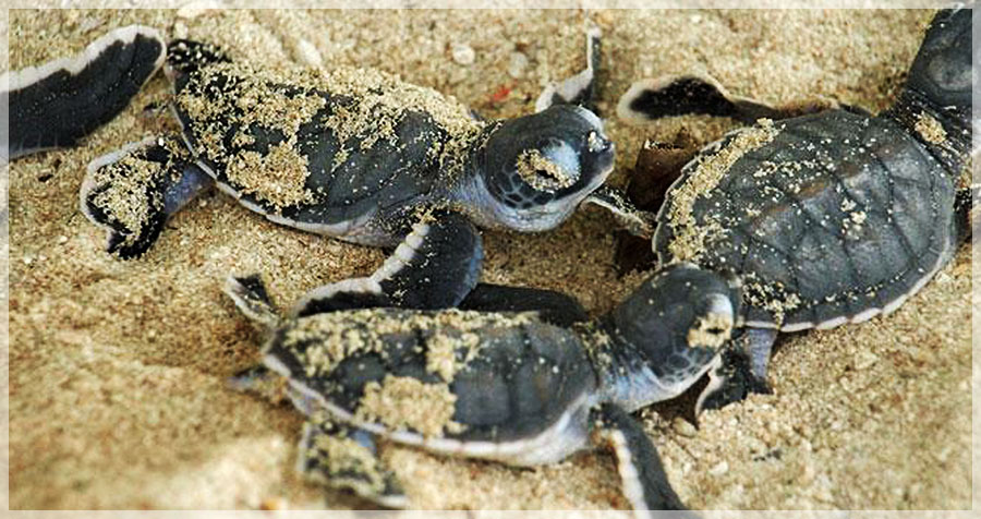 Malaysia Borneo, Sabah, Turtle Island Park 马来西亚婆罗州 沙巴州属 海龟岛海洋公园