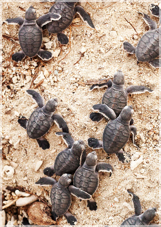 Malaysia Borneo, Sabah, Turtle Island Park 马来西亚婆罗州 沙巴州属 海龟岛海洋公园