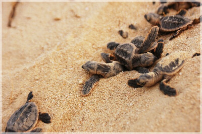 Malaysia Borneo, Sabah, Turtle Island Park 马来西亚婆罗州 沙巴州属 海龟岛海洋公园