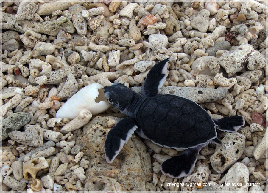 Malaysia Borneo, Sabah, Turtle Island Park 马来西亚婆罗州 沙巴州属 海龟岛海洋公园