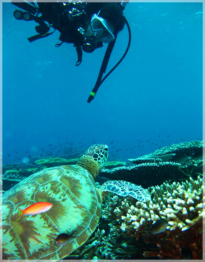 Malaysia Borneo, Sabah, Turtle Island Park 马来西亚婆罗州 沙巴州属 海龟岛海洋公园