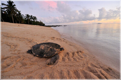 Malaysia Borneo, Sabah, Turtle Island Park 马来西亚婆罗州 沙巴州属 海龟岛海洋公园