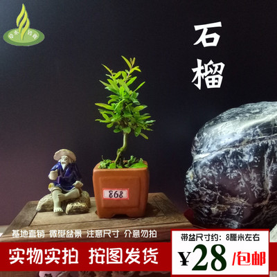 特价石榴微型盆景盆栽实物实拍老根树桩苗观花果绿植带盆树小品