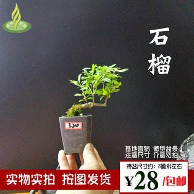 石榴微型盆景 迷你小盆栽 掌上观花盆景 带紫砂盆 绿植花卉包邮