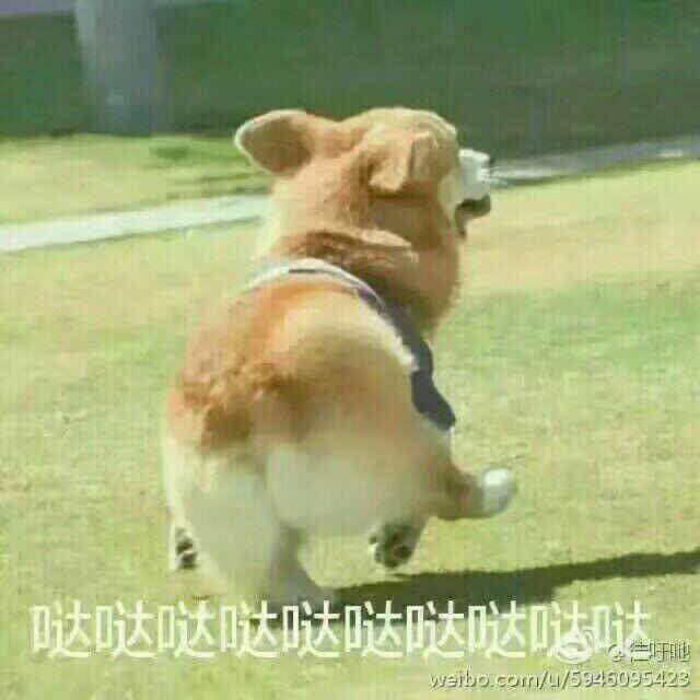 萌宠表情包