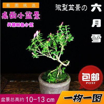 紫花六月雪盆景微型六月雪盆栽花卉小品办公室内盆景开花绿植包邮