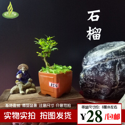 石榴微型盆景盆栽实物实拍老根树桩苗观花果绿植带盆树小品特价