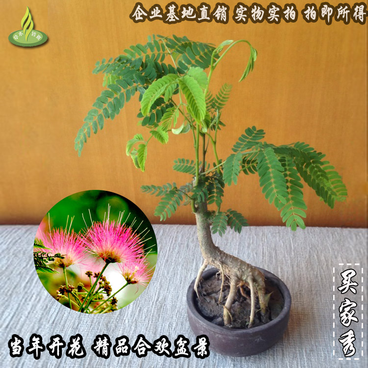 合欢树合欢花绒花树马缨花微型造型小品盆景室内花卉绿植盆栽